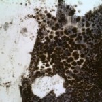 mold removal Van Nuys